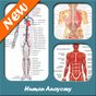 Anatomía humana APK