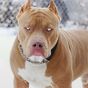 Pitbull Wallpaper HD APK