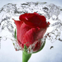 Papel de parede Rose, floral, flor de fundo:Rosely