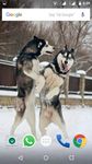 Siberian Husky Dog Wallpapers imgesi 10
