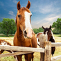 Mijn paard hotelresorts: train & care paarden APK