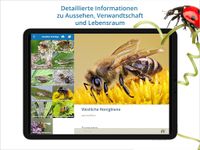 NABU Insektenwelt - Insekten Entdecken & Bestimmen Bild 12